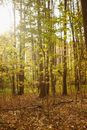 Green Trees on Forest