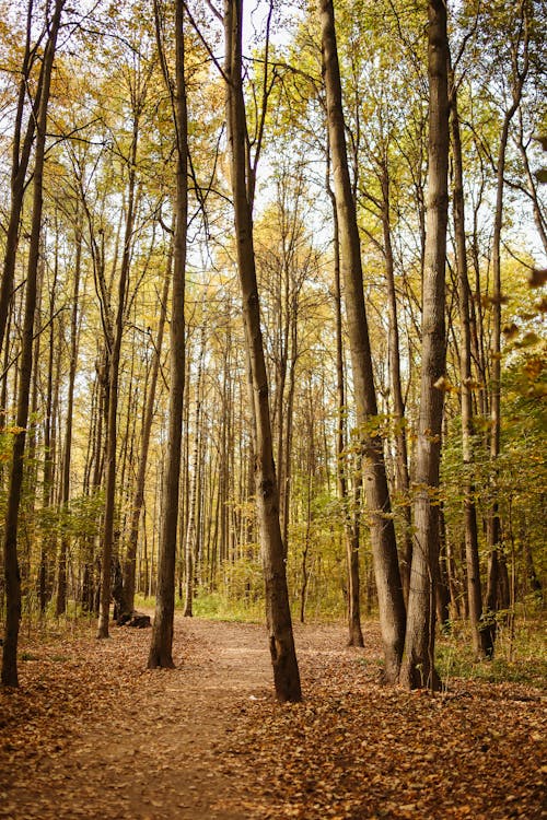 Darmowe zdjęcie z galerii z drzewa, las, natura