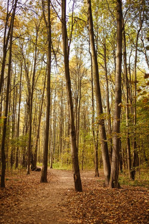 Free A serene forest path lined with tall trees and autumn leaves, perfect for nature backgrounds. Stock Photo