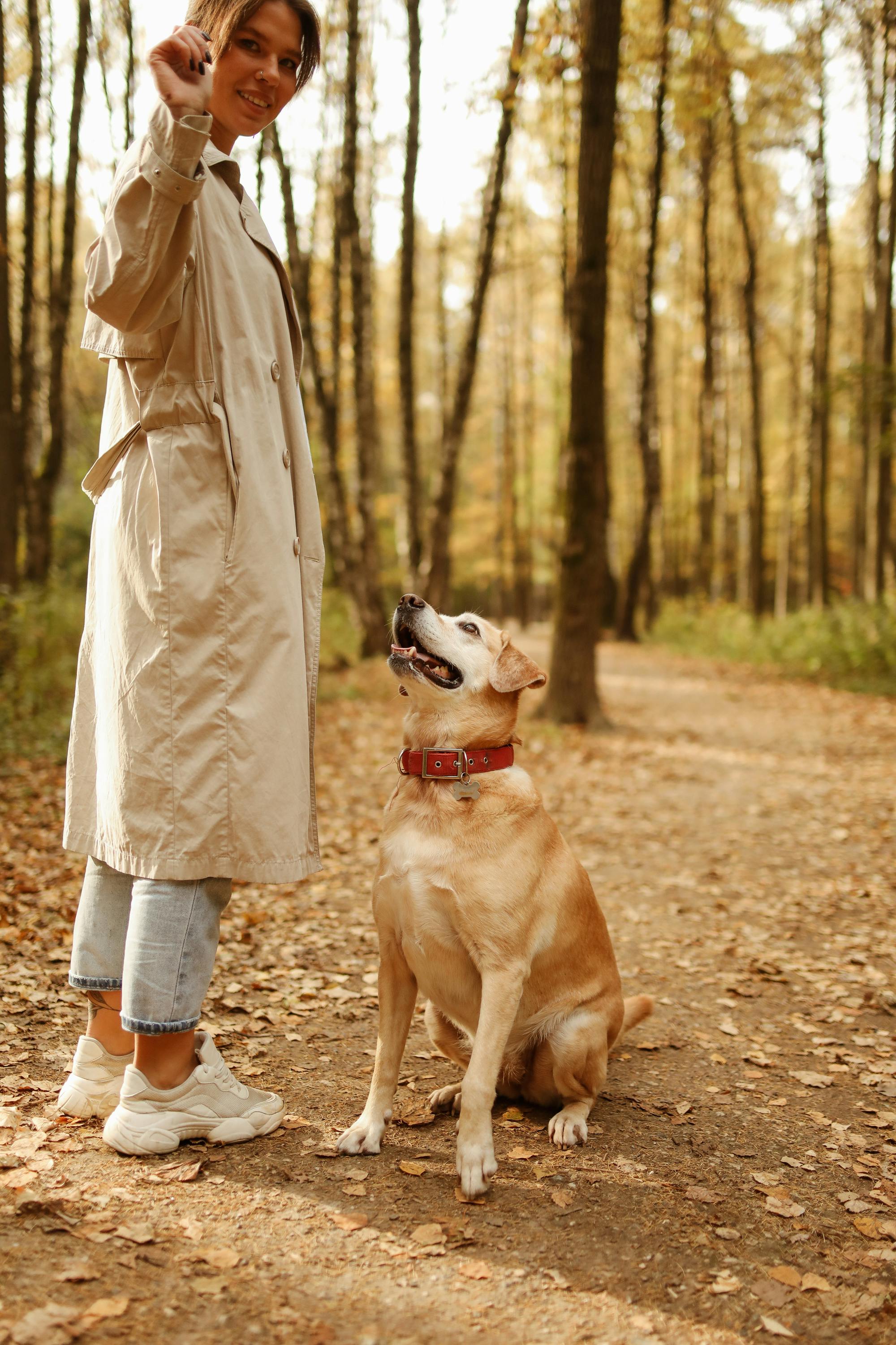 一名妇女在宁静的秋日森林里训练她的拉布拉多猎犬