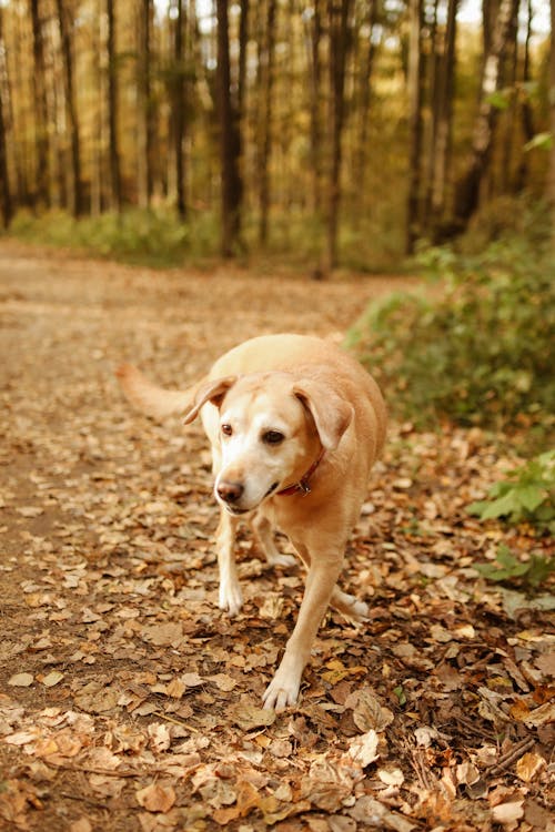Shallow Focus of a Brown Labrador Retriever in the Woods