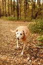 Brown Short Coated Dog on Brown Dried Leaves