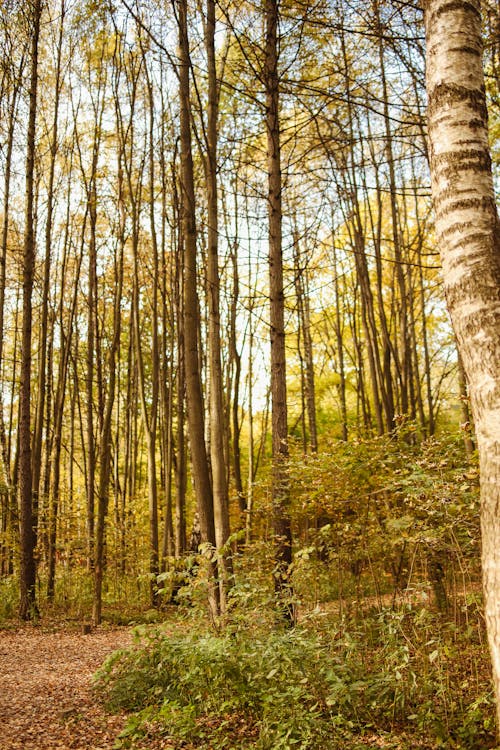 Birch and Trees in Forest