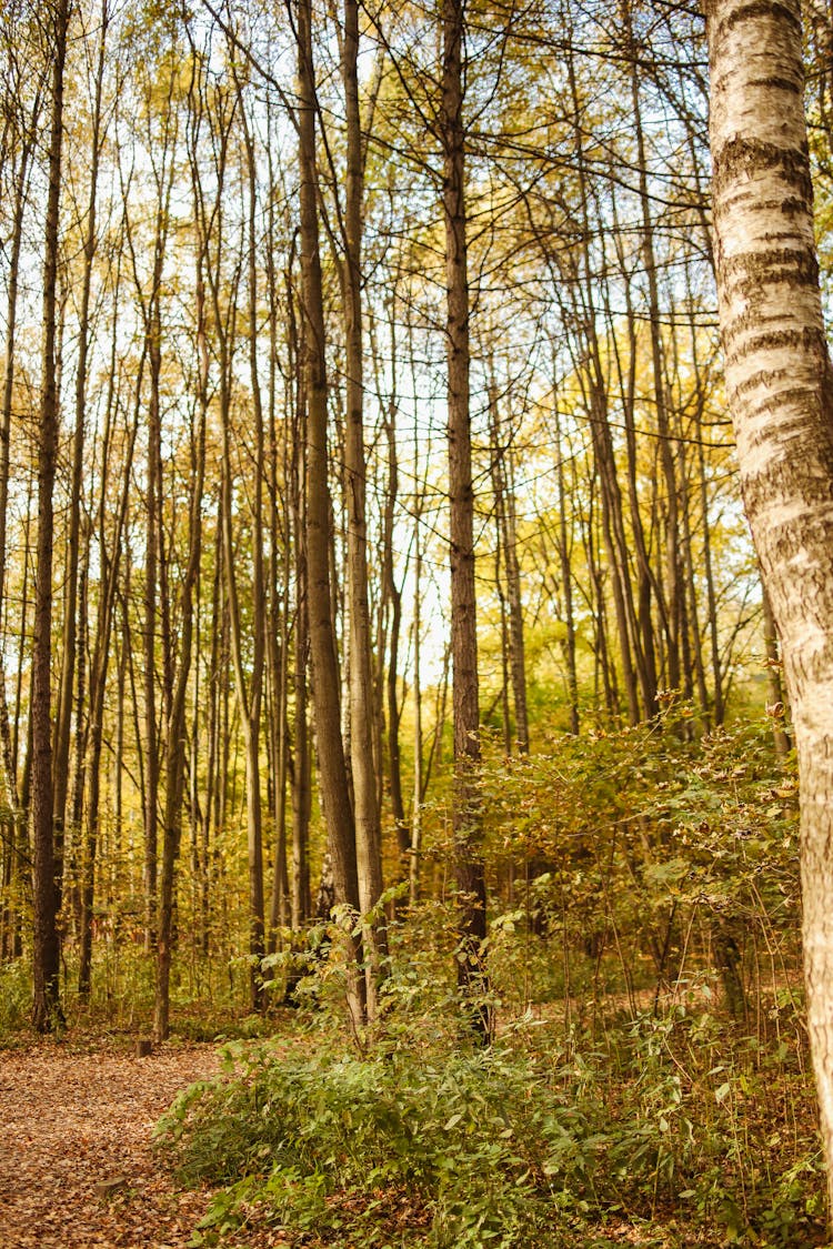 Birch And Trees In Forest