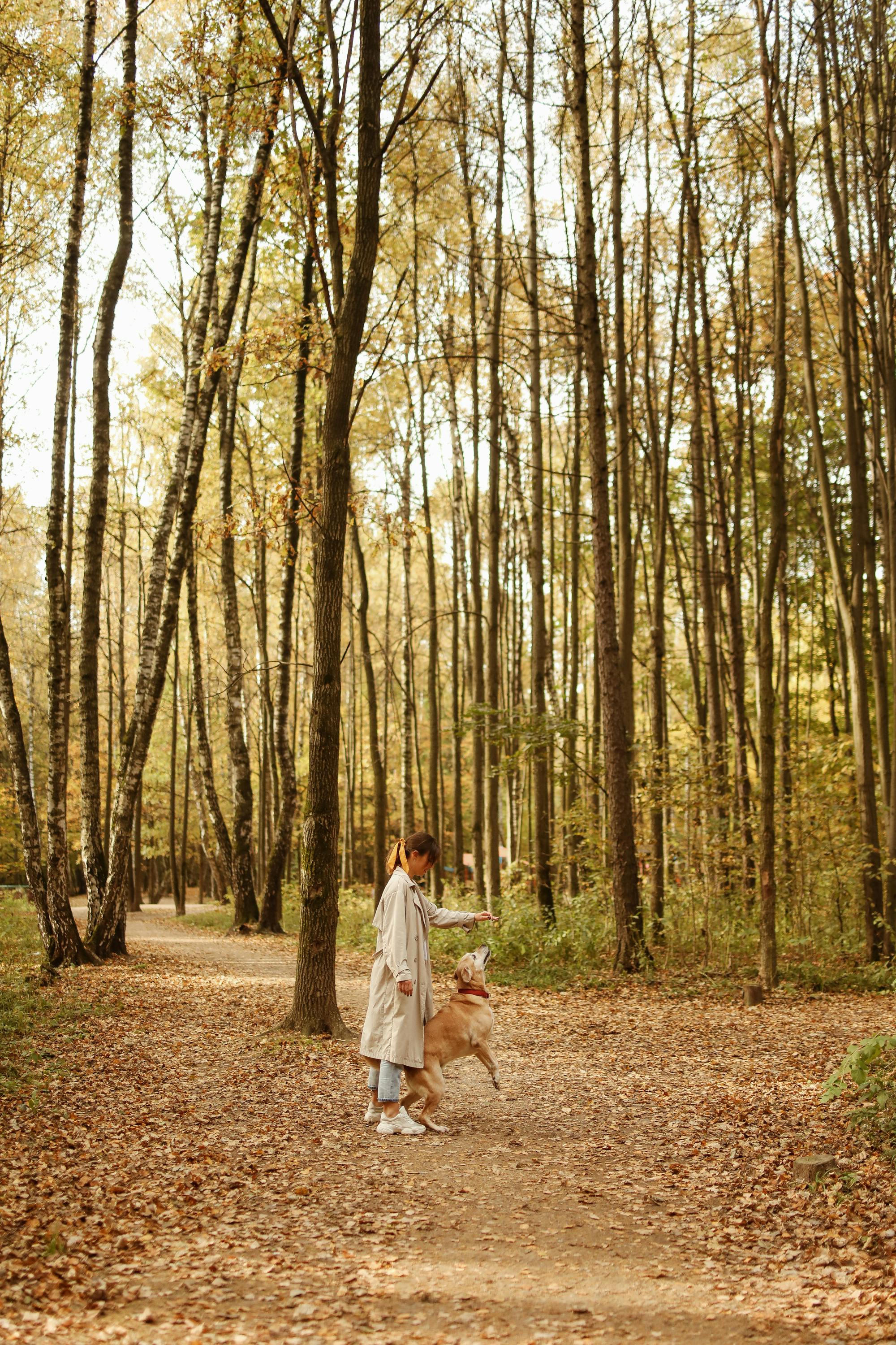 秋日森林静谧，一位女士正在遛狗
