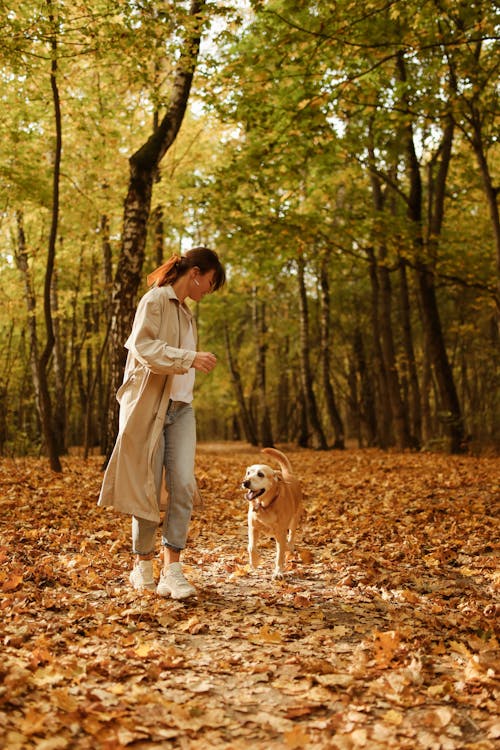 A Brown Dog Following the Woman in the Forest 