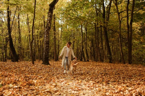 무료 가을, 걷고 있는, 계절의 무료 스톡 사진