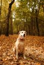 一只快乐的拉布拉多猎犬坐在宁静的森林里，周围是充满活力的秋叶