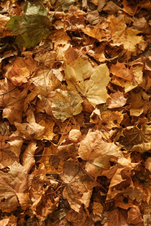 Free A detailed close-up of colorful autumn leaves scattered on the ground. Stock Photo