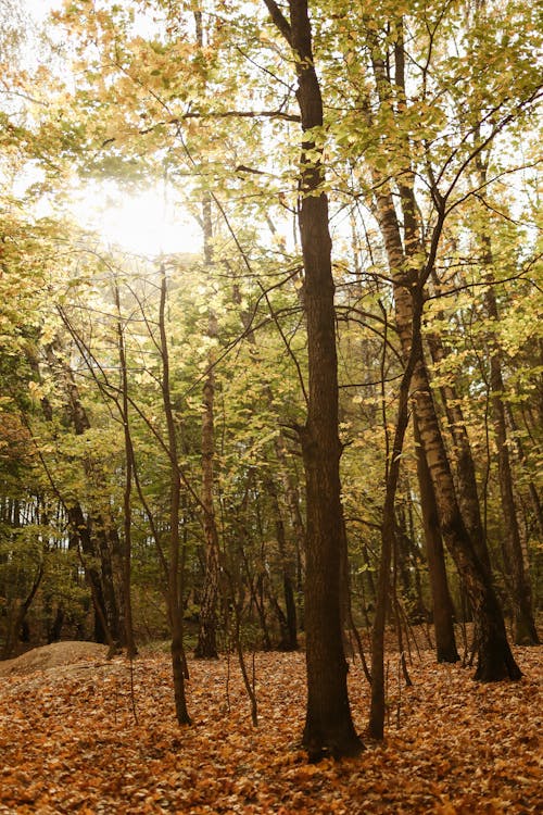 Fotobanka s bezplatnými fotkami na tému jeseň, les, pád