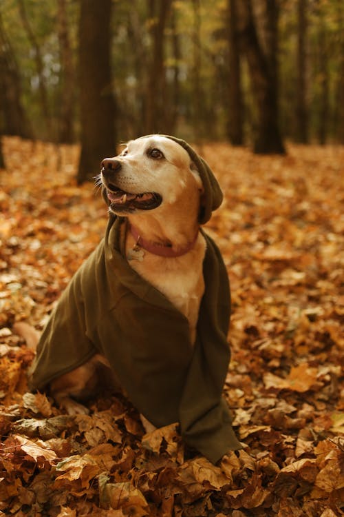 Kostnadsfri bild av djur, höst, husdjurshund