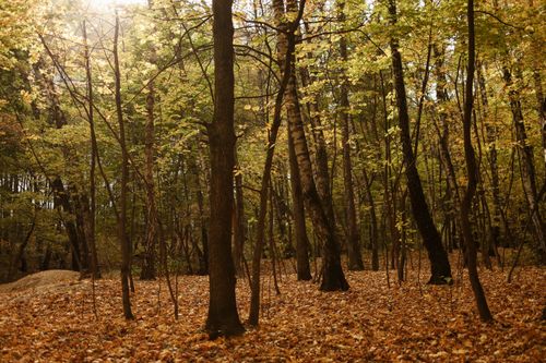 Free A tranquil autumn forest scene with sunlight filtering through the trees, highlighting fallen leaves. Stock Photo