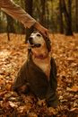 Brown and White Short Coated Dog in Green Coat Standing on Dried Leaves