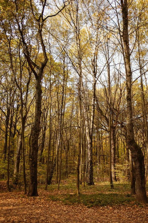 Brown Tall Trees in the Forest