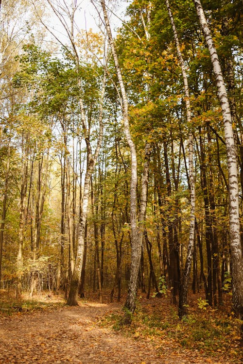Fotobanka s bezplatnými fotkami na tému breza, chodník, jeseň