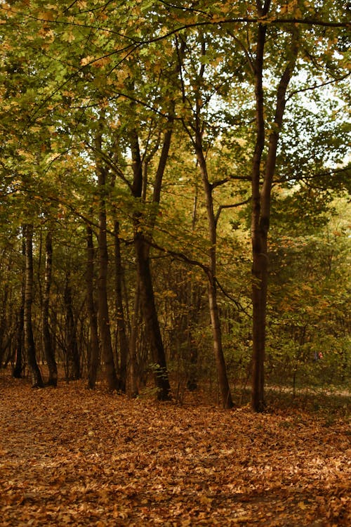 Trees on Ground Full of Dried Leaves 