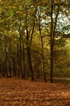 Tranquil forest scene in autumn with trees and fallen leaves covering the ground.