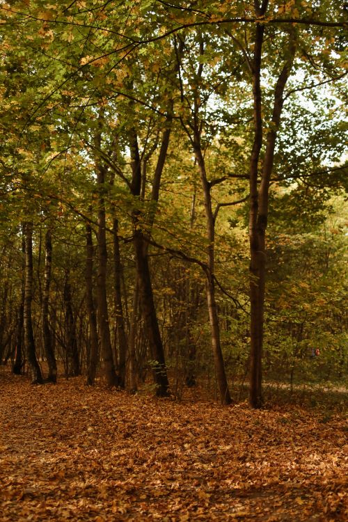 Free Tranquil forest scene in autumn with trees and fallen leaves covering the ground. Stock Photo