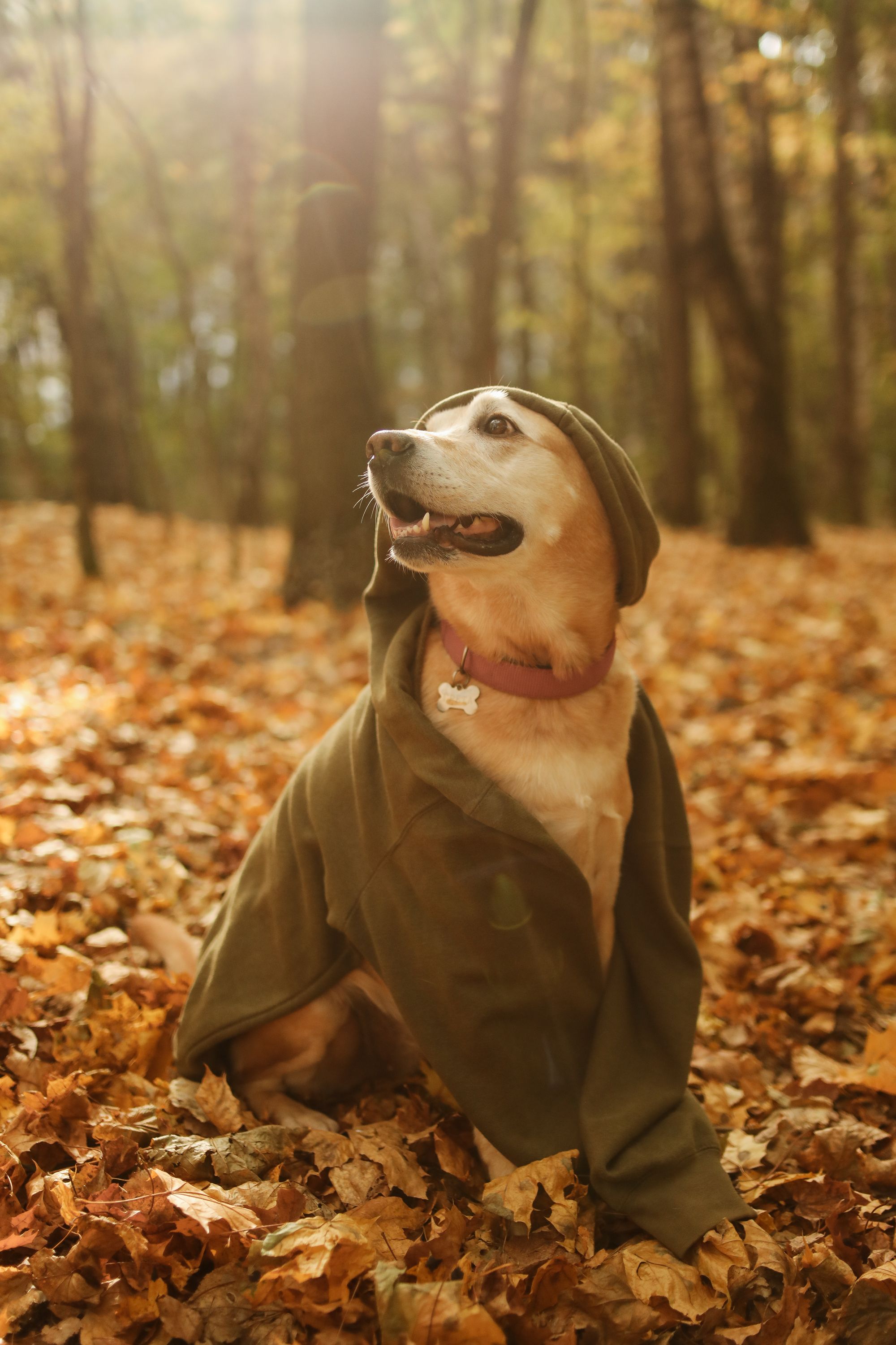 一只可爱的拉布拉多猎犬穿着绿色毛衣，坐在森林的秋叶中
