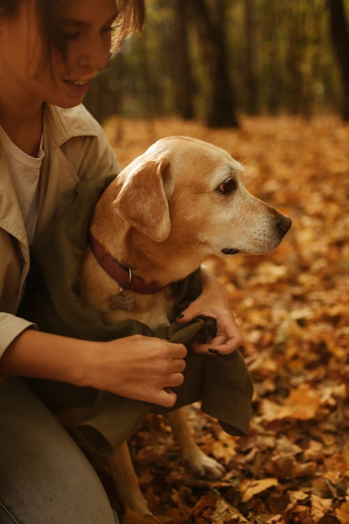 Free Woman Tying the Green Sweater on Her Dog  Stock Photo