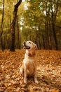 一只拉布拉多猎犬坐在森林里，身下的干枯秋叶正展示着秋天的色彩