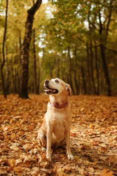 一只拉布拉多猎犬坐在森林里，身下的干枯秋叶正展示着秋天的色彩