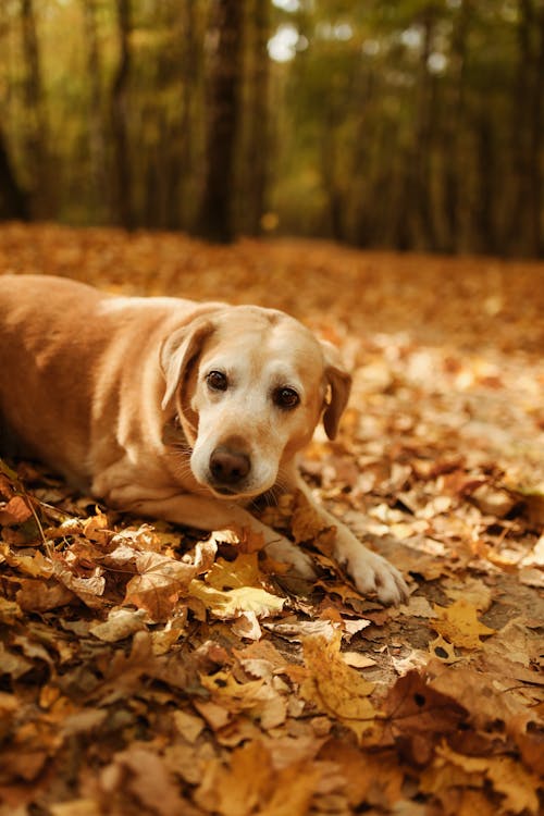Brown Short Coated Dog Lying on Brown Dried Leaves