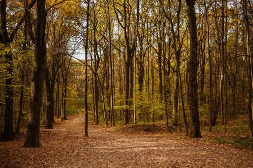 Free Beautiful autumn forest with a scenic pathway and vibrant fall foliage. Stock Photo