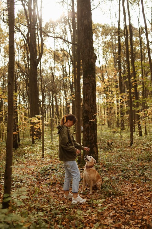 Immagine gratuita di animale domestico, boschi, cane