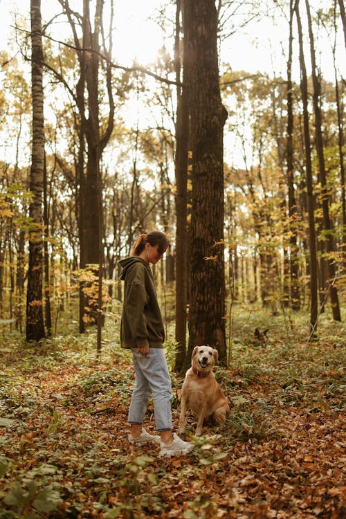 Immagine gratuita di animale domestico, boschi, cane