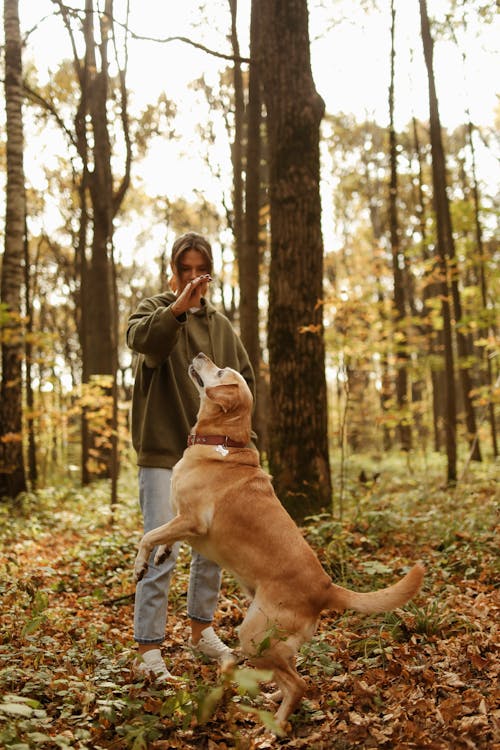 Immagine gratuita di animale domestico, boschi, cane