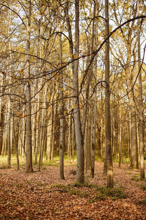 Ilmainen kuvapankkikuva tunnisteilla luonto, metsä, putoaminen