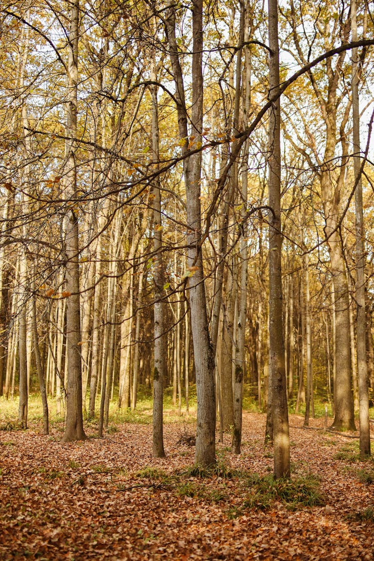 Deciduous Trees In A Forest