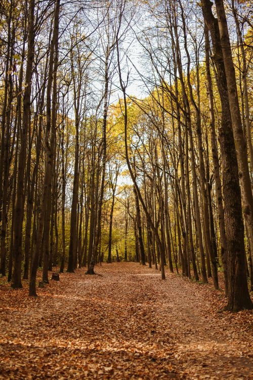 Free Discover a tranquil forest path surrounded by vibrant autumn foliage. Stock Photo