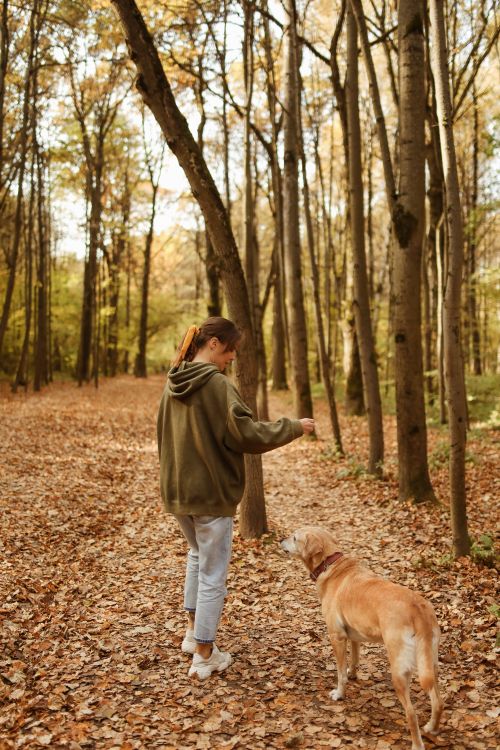 Free A woman walks her dog on a path through a serene autumn forest, surrounded by fallen leaves. Stock Photo