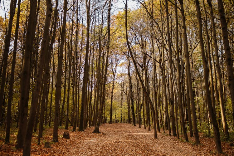 Deciduous Trees In A Forest