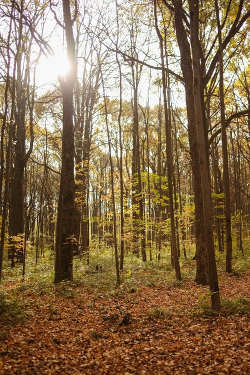 Free Peaceful forest scene with autumn leaves and sunlight filtering through trees. Stock Photo
