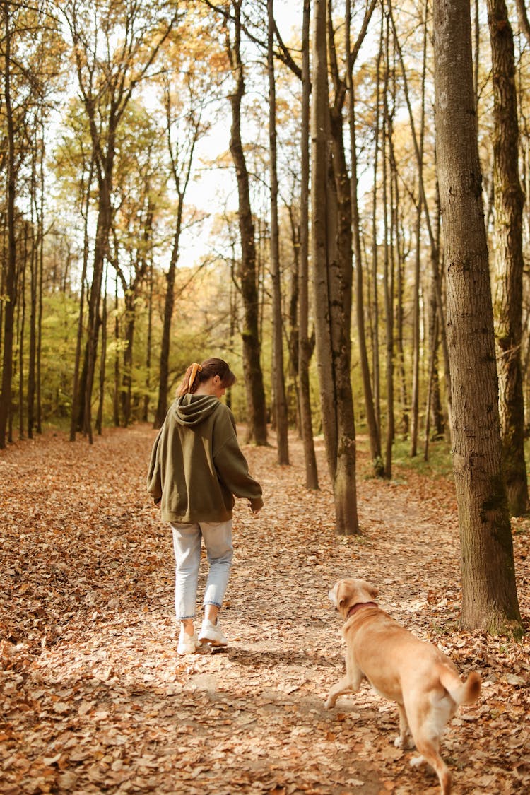 Brown Dog Following The Person In The Forest 