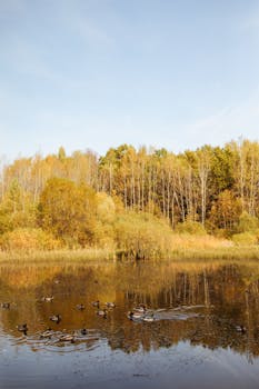 宁静的秋日，湖面平静如镜，几只鸭子悠然漂浮，四周环绕着生机盎然的树木