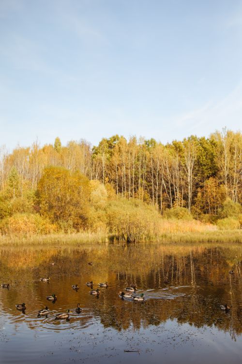 Free Serene autumn landscape of ducks floating on a calm lake surrounded by vibrant trees. Stock Photo