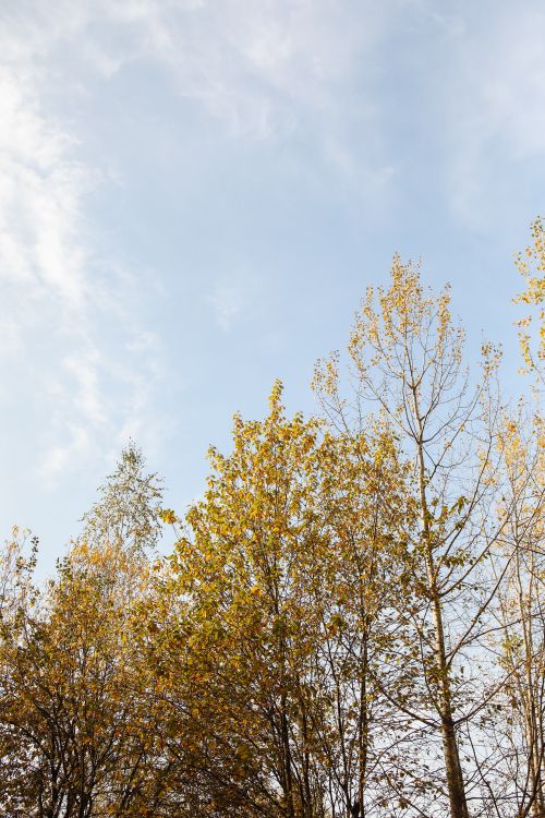 Free Serene autumn landscape with trees and blue sky, perfect for seasonal themes. Stock Photo