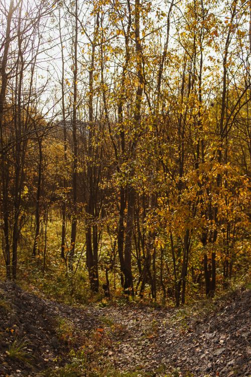 Free A serene autumn forest with golden leaves and a narrow path illuminated by sunlight. Stock Photo