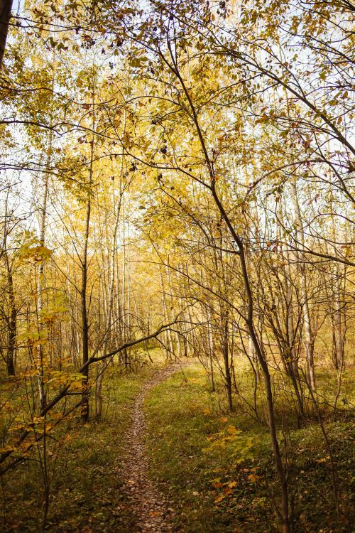 Free Peaceful forest path surrounded by golden autumn trees, ideal for nature themes. Stock Photo