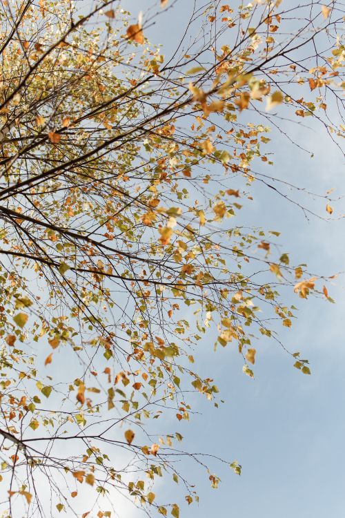 Free A serene view of autumn leaves on tree branches set against a blue sky, capturing the essence of fall. Stock Photo