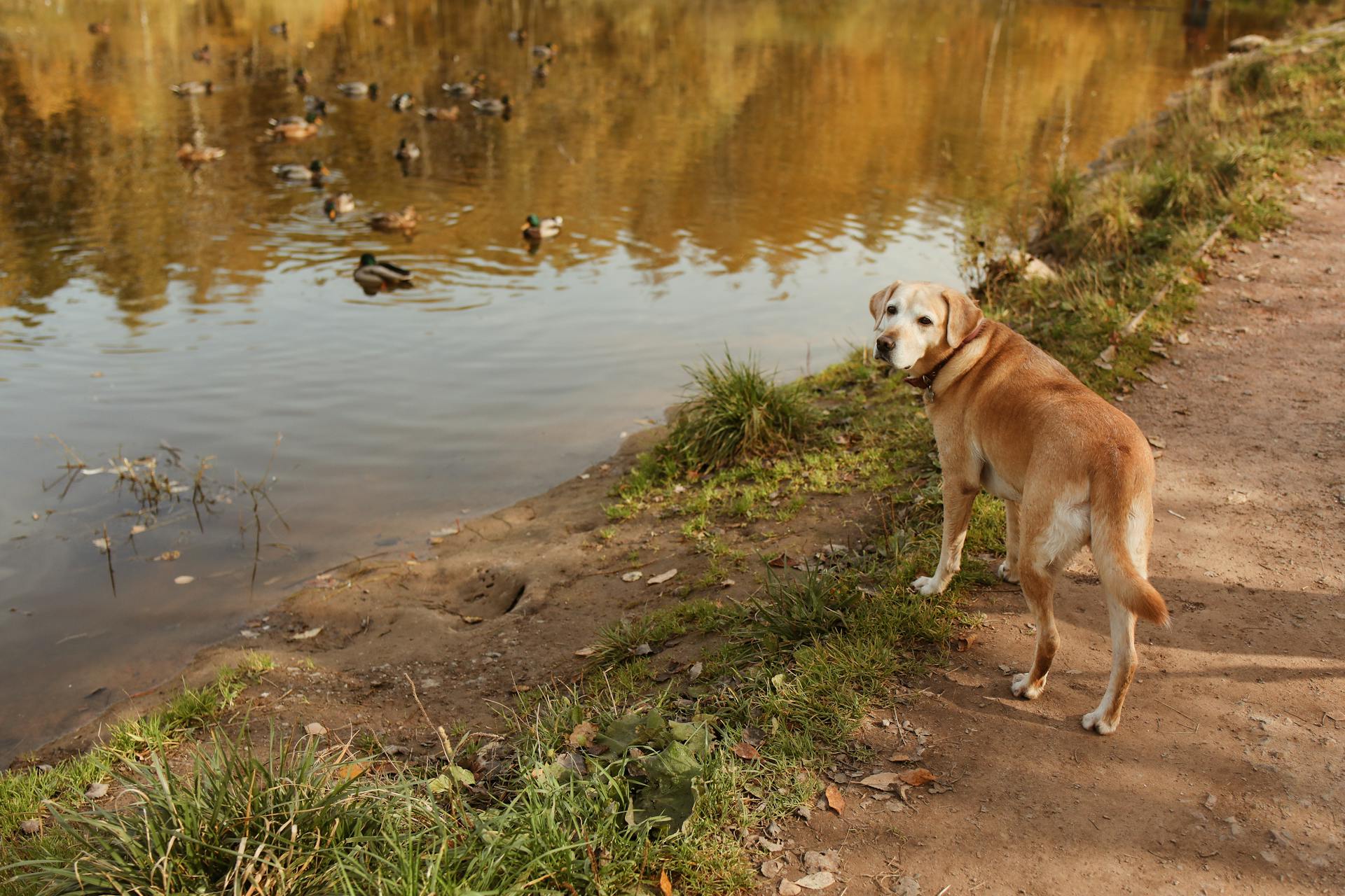 Labrador Retriever Dog Standing Near the Lake