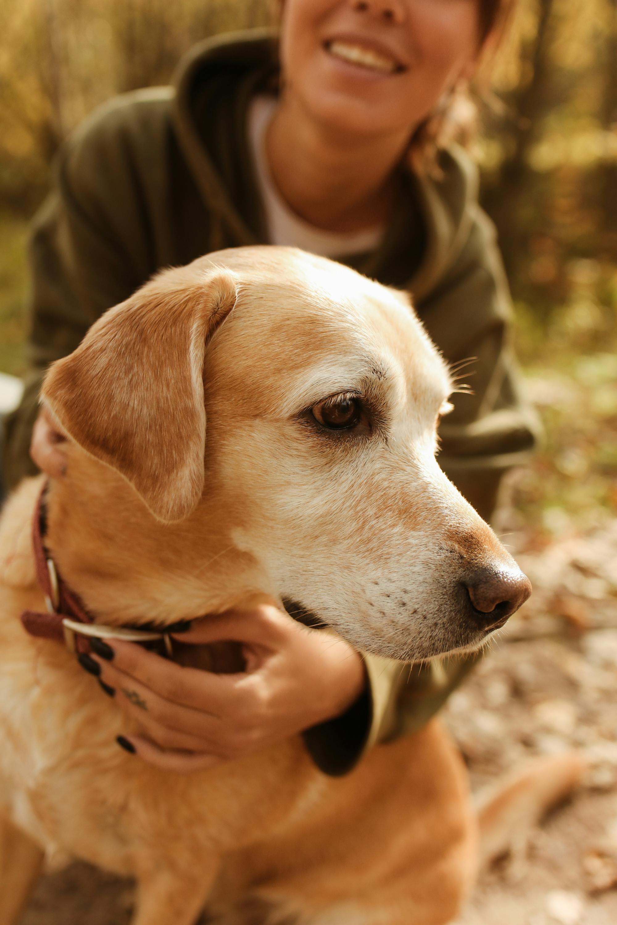 Labrador retriever sweater cheap
