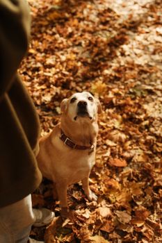 一只拉布拉多猎犬坐在户外干燥的秋色中，抬头仰望