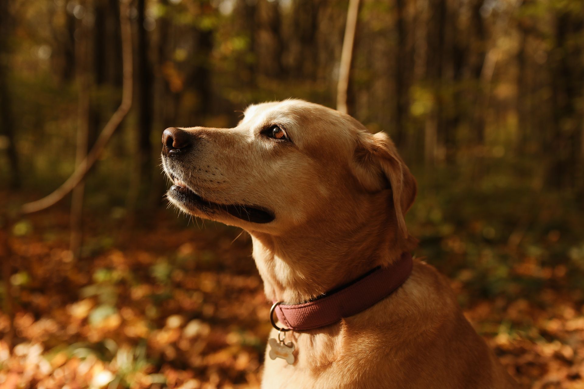 Side View of Brown Short Coated Dog in the Forest