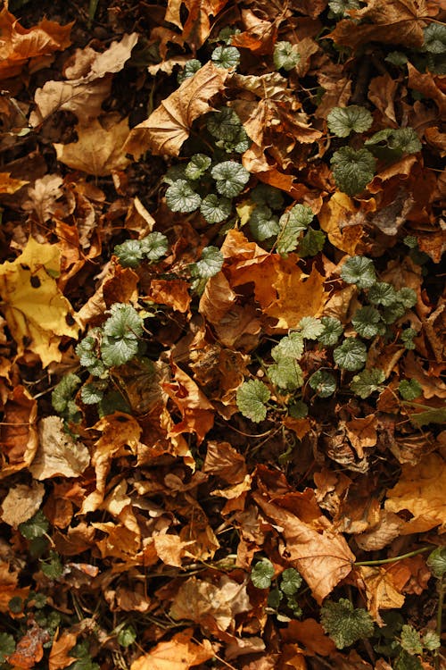 Green and Brown Dried Leaves on the Ground