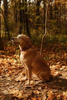 一只拉布拉多猎犬坐在宁静森林的秋叶间，展现了大自然与宠物的陪伴
